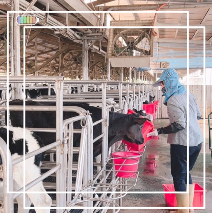 畜牧業外勞在各自的牛棚裡餵養小牛。