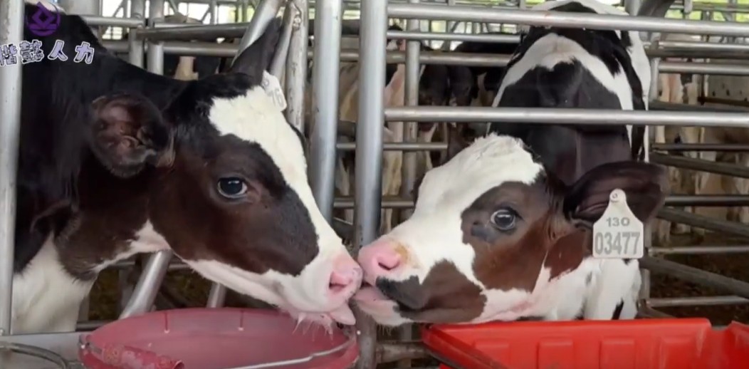 農場圍欄內，兩頭小牛親密地依偎在一起。