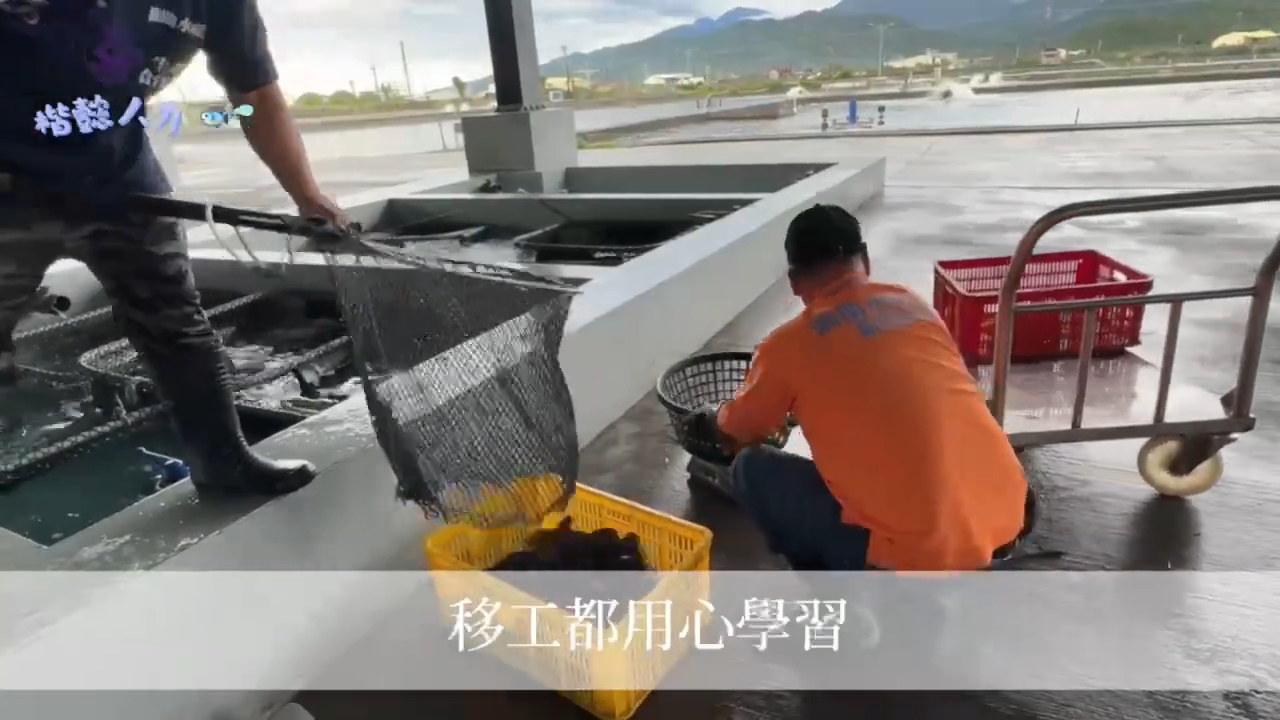 台灣一家水產養殖場的工人正在仔細採摘海參。